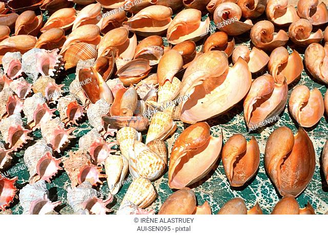 Senegal - La Petite Cote - Saly-Portudal - Coquillages