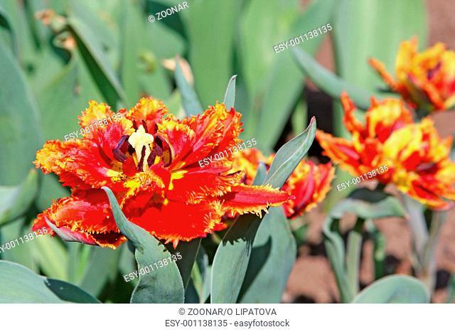 Fringed red tulips in flower bed