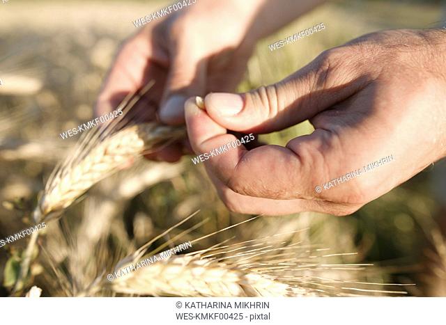 Man's hand holding wheat ear and grain