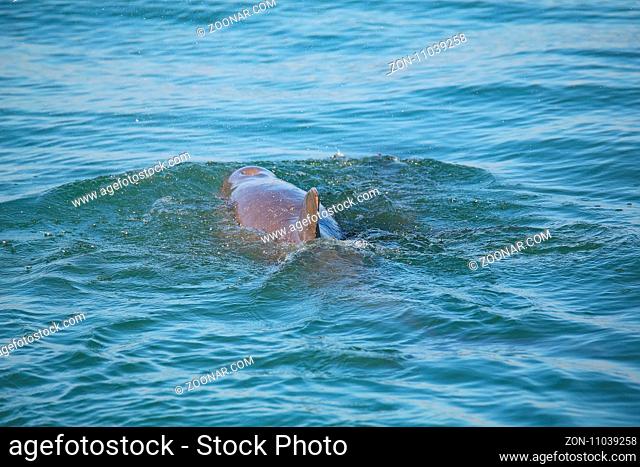 Common bottlenose dolphin showing dorsal fin near Sanibel island in Florida