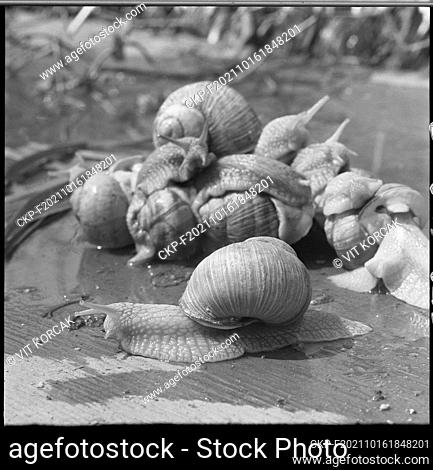 ***AUGUST 5, 1975 FILE PHOTO***A snail farm. The cooperative farmers of the JZD Mir in Brno-Turany are the first in the Czechoslovakia to grow garden snails
