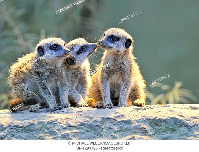 Meerkats (Suricata Suricatta), three young animals
