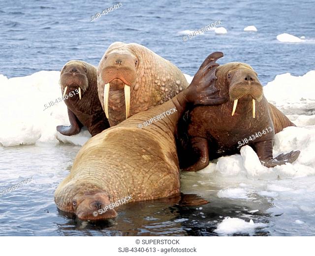 Four Walruses on Pack Ice in the Bering Sea
