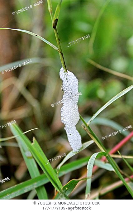 Cocoon Of Froghopper, Spittlebug Larvae, Cuckoo Spit