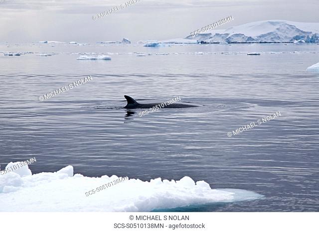 Adult Antarctic Minke Whale Balaenoptera bonaerensis surfacing in ice near Larrouy Island on the western side of the Antarctic Peninsula This whale is also...
