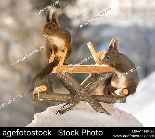 close up of red squirrel standing with a chair on a table and another on it