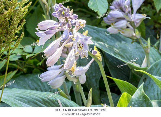 Plantain Lily / Hosta tardiana 'Color Gold'
