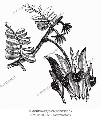 Sturt's Desert Pea or Swainsona formosa, vintage engraving  Old engraved illustration of Swainsona formosa showing leaf-like flowers with bulbous center