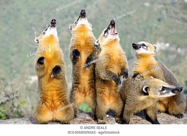 Wild coatis, Nasua nasua, pose for photos as they wait for food from tourists at the top of Serra do Rio do Rastro, Santa Catarina, Brazil