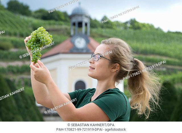 Trainee Maja Wenzel harvests grapes of the early-ripening ""Solaris"" variety for ""Federweisser"" wine at the German state of Saxony's weinery at Wackerbarth...