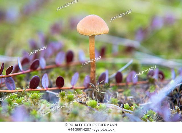 Herbst in Schönramer Moor - Lacktrichterling - (Laccaria laccata)