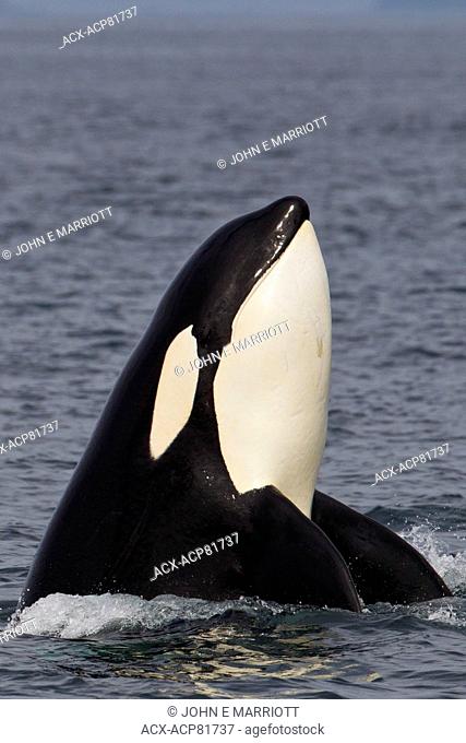 Orca spyhopping in Johnstone Strait, BC, Canada