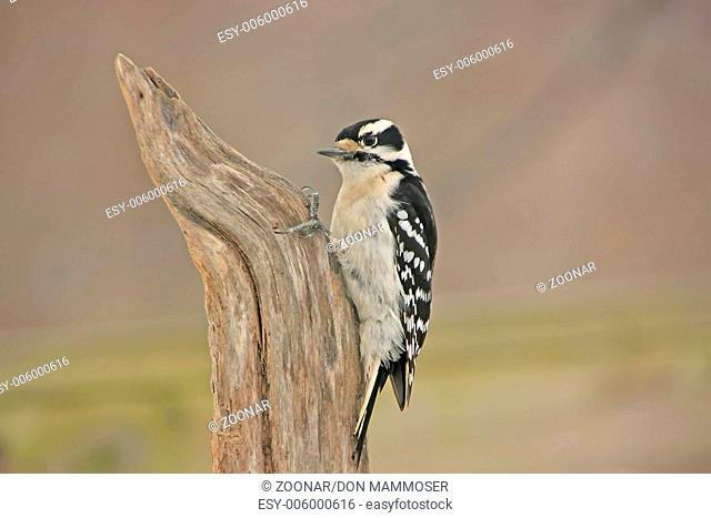 Downy Woodpecker (Picoides pubescens) female