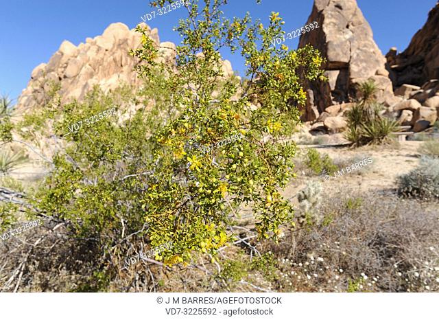 Creosote bush (Larrea tridentata) is a medicinal evergreen shrub native to western USA deserts and north Mexico. This photo was taken in Joshua Tree National...