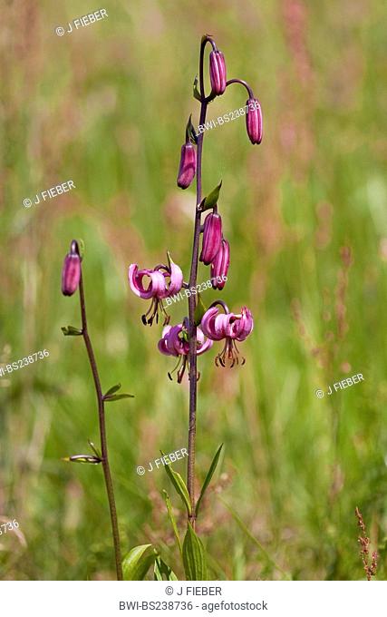 martagon lily, purple turk's cap lily Lilium martagon, inflorescence, Germany, Rhineland-Palatinate