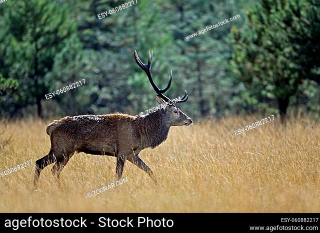 Rotwild alte, reife Hirsche leben teilweise einzelgaengerisch, werden aber auch oft von einem juengeren Artgenossen begleitet - (Foto Rothirsch) / Red Deer only...