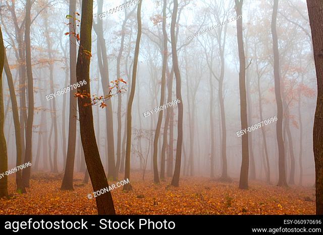 Beautiful forest on a foggy autumn day. Autumnal mysterious forest trees with yellow leaves
