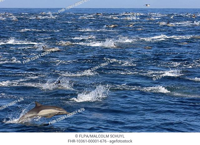 Long-beaked Common Dolphin Delphinus capenisis large pod, porpoising, Sea of Cortez, Mexico