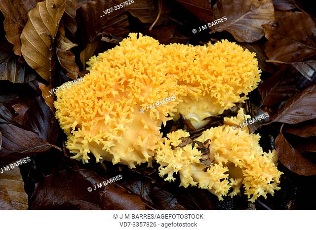 Coral mushroom (Ramaria aurea or Clavaria aurea) is an edible mushroom after cooked. This photo was taken in Montseny Biosphere Reserve, Barcelona province
