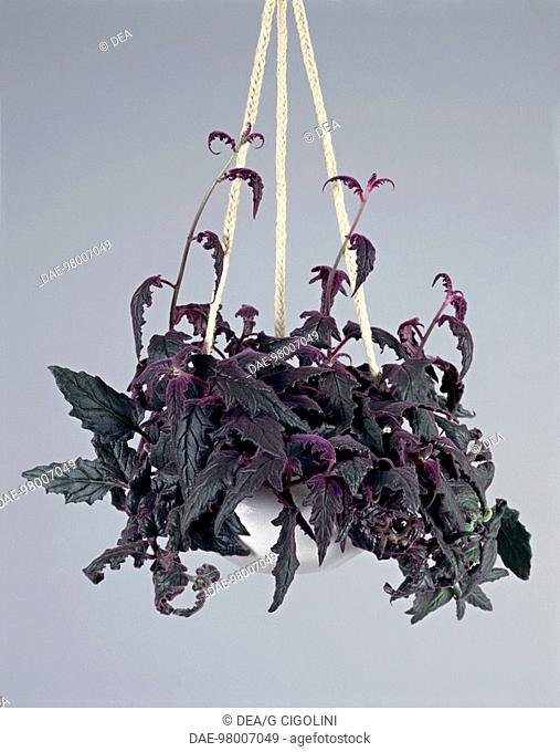 Houseplants - Asteraceae. Velvetplant (Gynura aurantiaca)