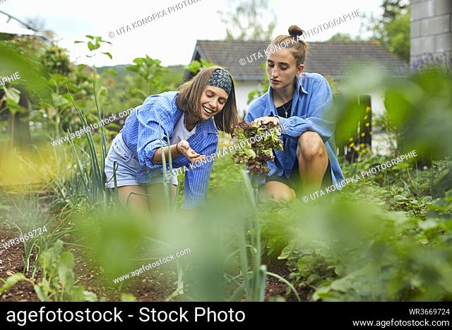 Female friends picking vegetables in community garden