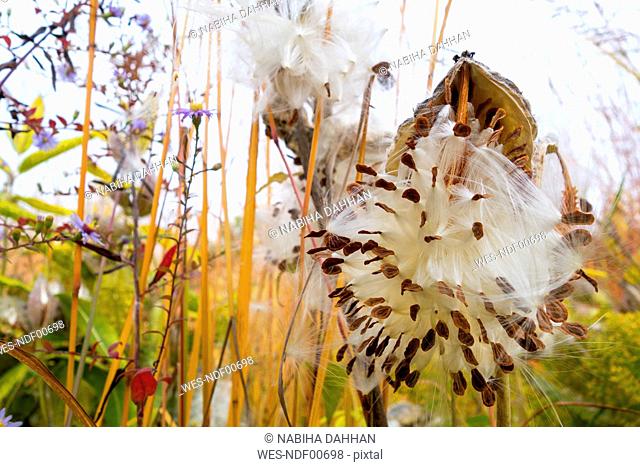 Germany, Showy Milkweed in botanical garden in autumn