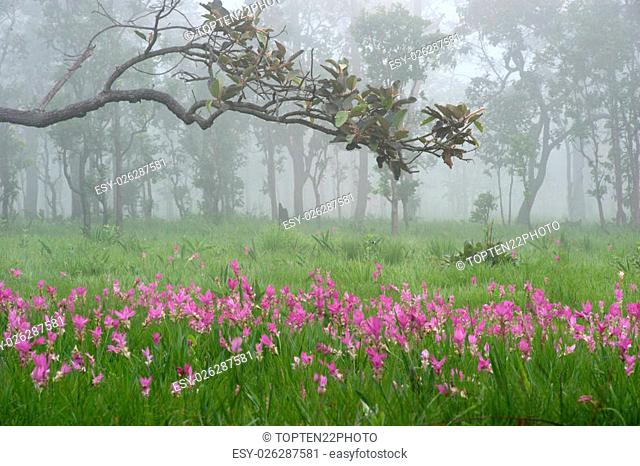 Pink field of Siam tulip at National park in Northeast of Thai