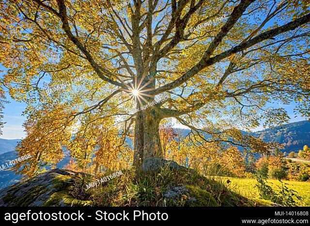 maple, tree, autumn, black forest, baden-wuerttemberg, germany