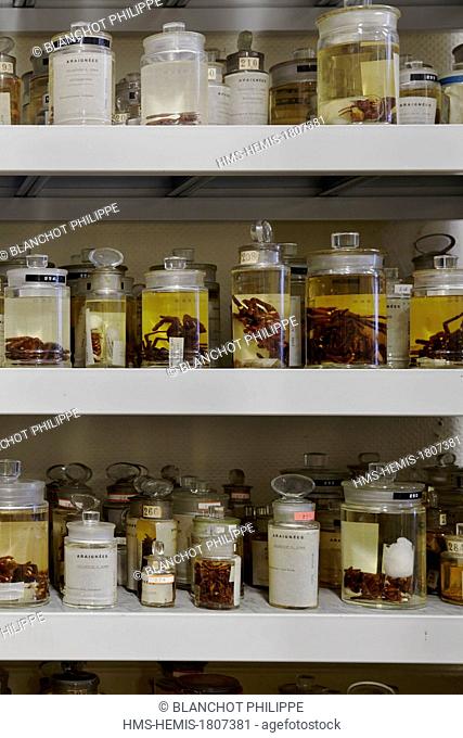 France, Paris, Museum National d'Histoire Naturelle, Arachnology Laboratory, Spiders collections conserved in alcohol