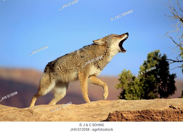 Coyote, Canis latrans, Monument Valley, Utah, USA, adult howling