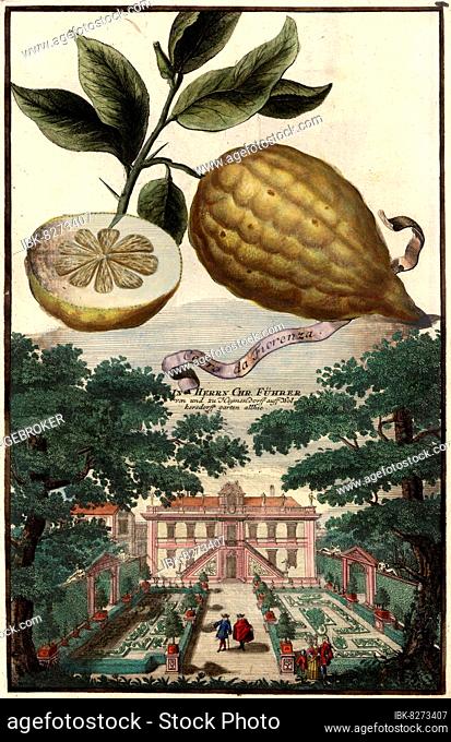 Zitrusfrucht, Cedro da Fiorenza und Schloss zu Heymendorf des Herrn Chr. Führer, Gartengestaltung, Nürnbergische Hesperides