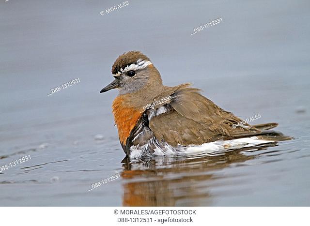 Falkland Islands , Sea LIon island , Rufous-chested Plover or Rufous-chested Dotterel Charadrius modestus , Order:Charadriiformes Family: Charadriidae