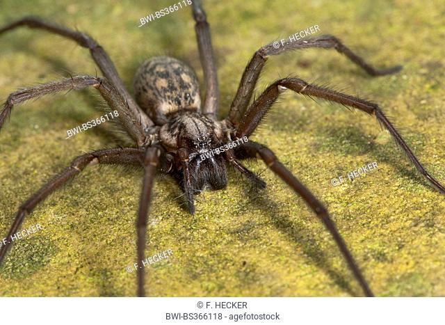 giant European house spider, giant house spider, larger house spider, cobweb spider (Tegenaria gigantea, Tegenaria atrica), female, Germany