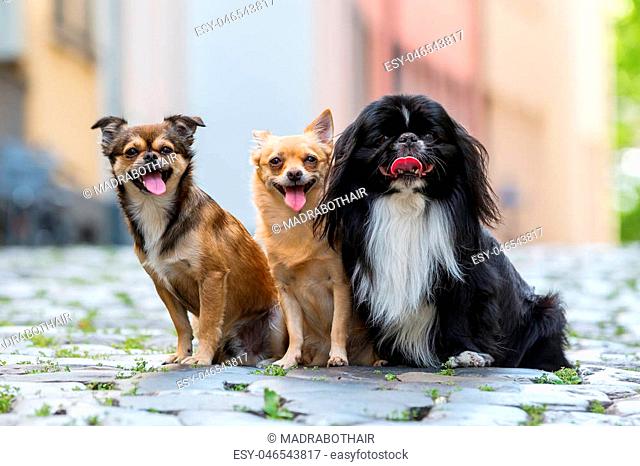 three small dogs sitting on a cobblestone road in the city