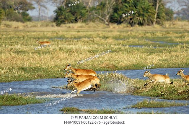 Red Lechwe (Kobus leche leche) adult females and calves, running and jumping through water in wetland habitat, Kafue N.P., Zambia, September