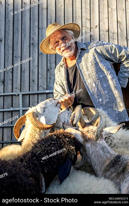 Senior farmer having fun with sheeps at farm