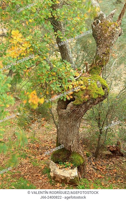 oak(Quercus faginea) in Boquerón del Estena route, natioanal park Cabañeros. Ciudad Real. Spain