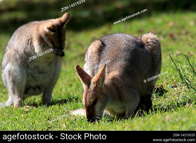 red-necked wallaby or Bennett's wallaby (Macropus rufogriseus) Bunya Mountains, Queensland, Australia