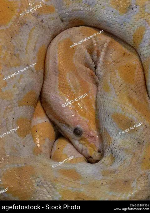 Boa snake in yellow curled up circular