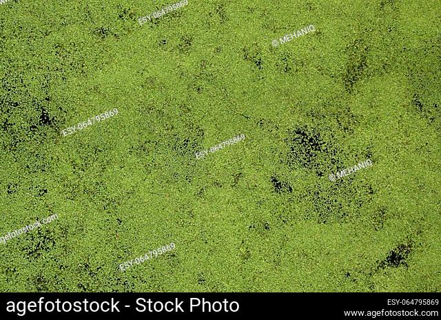 Texture of swamp water dotted with green duckweed and marsh vegetation