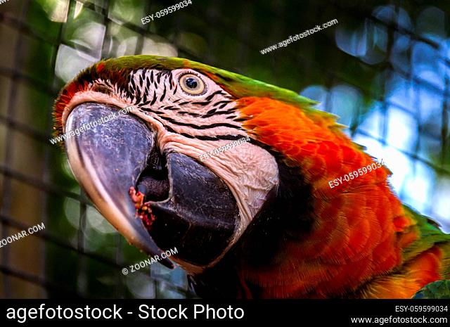 Portrait of macaw parrot in Amazon, Brazil