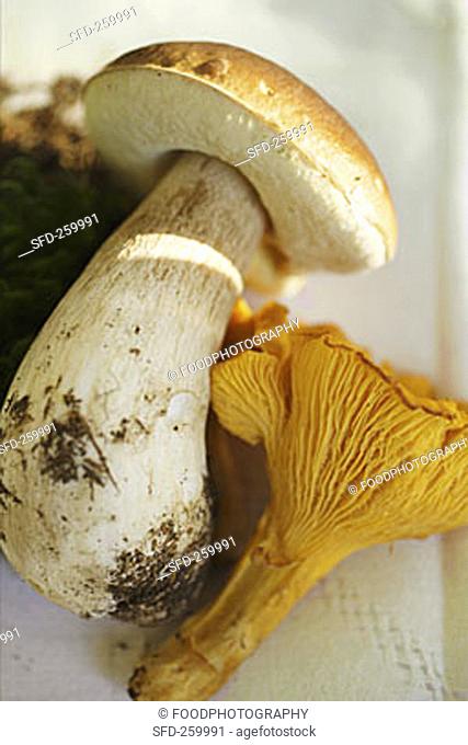 Cep and chanterelle