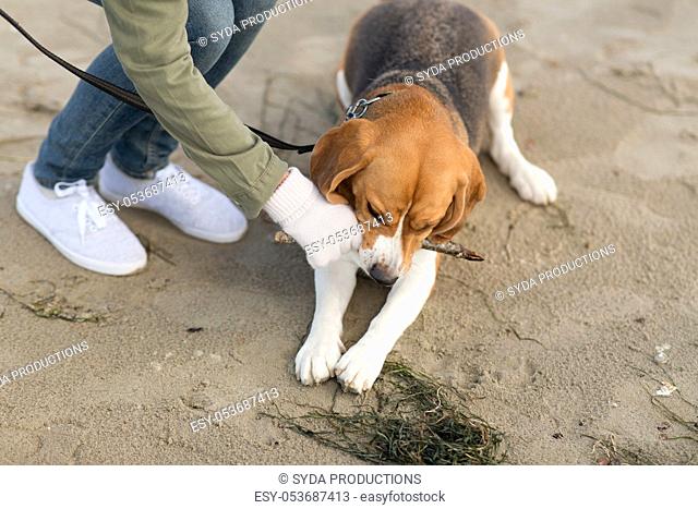 close up of woman playing with beagle dog on beach