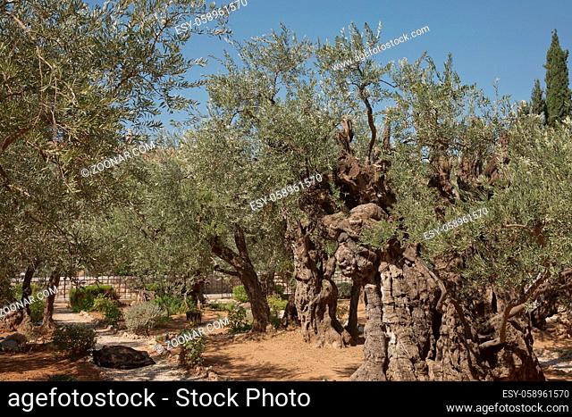 Old olive trees in the garden of Gethsemane next to the Church of All Nations. Famous historic place in Jerusalem, Israel
