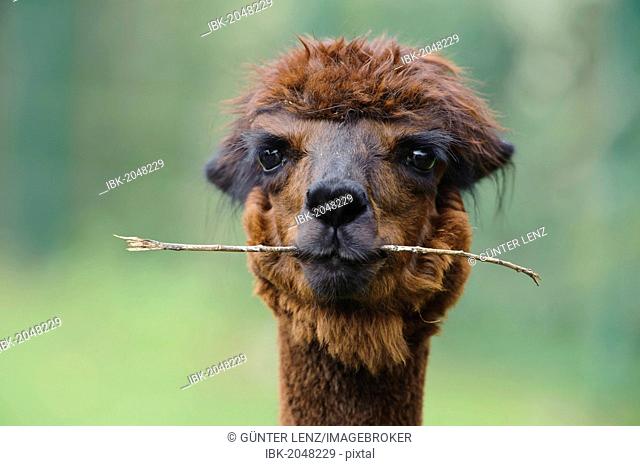 Alpaca (Vicugna pacos), portrait, animal holding branch in its mouth, Jaderpark, Lower Saxony, Germany, Europe