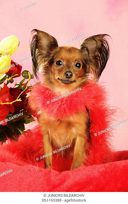 Russian Toy Terrier dog with boa