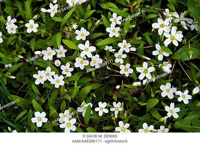 Spring Beauty (Claytonia caroliniana) Great Smoky Mountains National Park