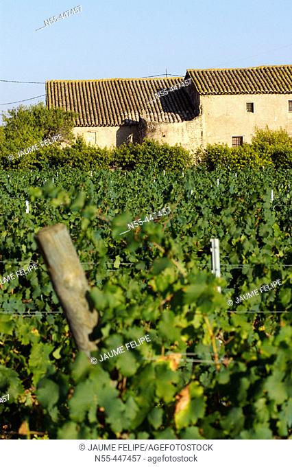 Vineyards (Vitis vinifera) and 'masia' (typical Catalan farmhouse). La Múnia, Alt Penedès. Barcelona province, Catalonia, Spain