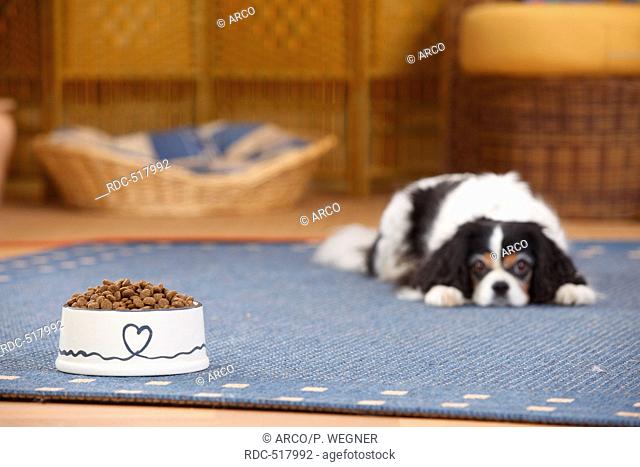 Cavalier King Charles Spaniel, bitch, tricolour, 9 1/2 years, full feeding bowl, lack of appetite