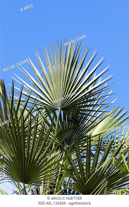 Chinese Windmill Palm Trachycarpus fortunei Chusan Palm